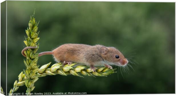 Harvest Mouse on a stem of Barley Canvas Print by Adrian Rowley