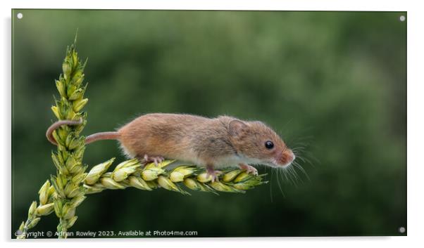 Harvest Mouse on a stem of Barley Acrylic by Adrian Rowley