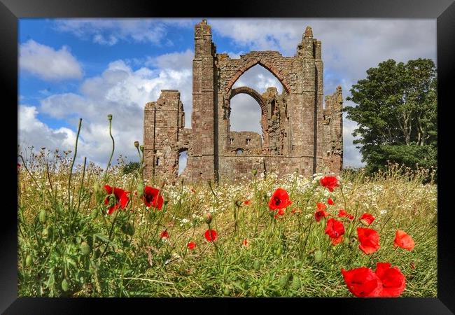 Lindisfarne Priory in the morning sun  Framed Print by Tony lopez
