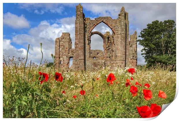 Lindisfarne Priory in the morning sun  Print by Tony lopez