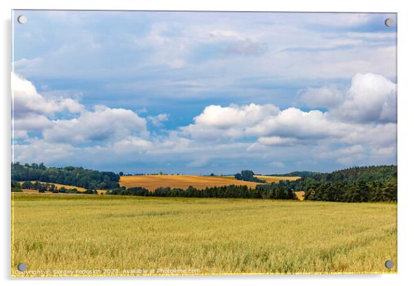 Wheat field on an agriculture farm Acrylic by Sergey Fedoskin