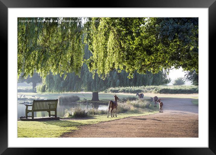 Deer walking by pond on a bright early summer morning Framed Mounted Print by Kevin White