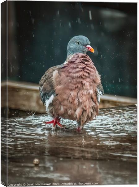 Rainy Day Pigeon Canvas Print by David Macdiarmid