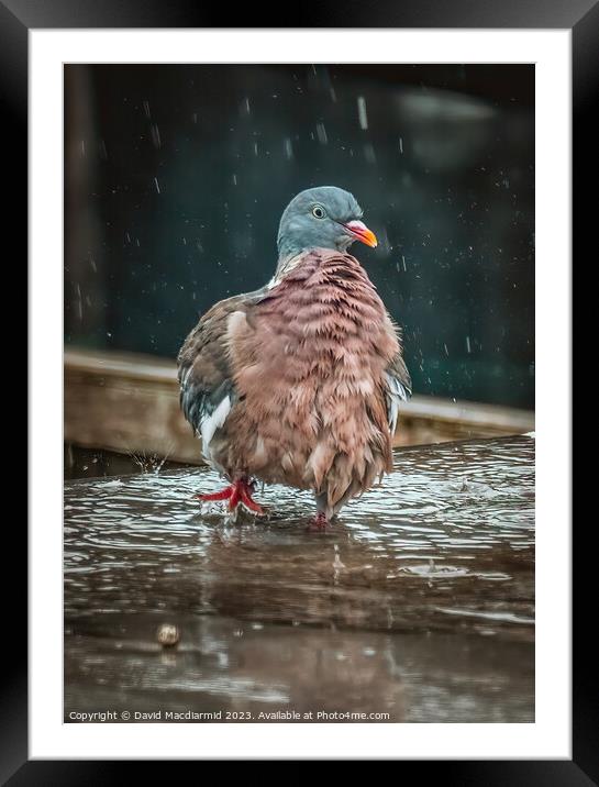 Rainy Day Pigeon Framed Mounted Print by David Macdiarmid