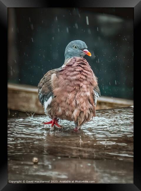 Rainy Day Pigeon Framed Print by David Macdiarmid