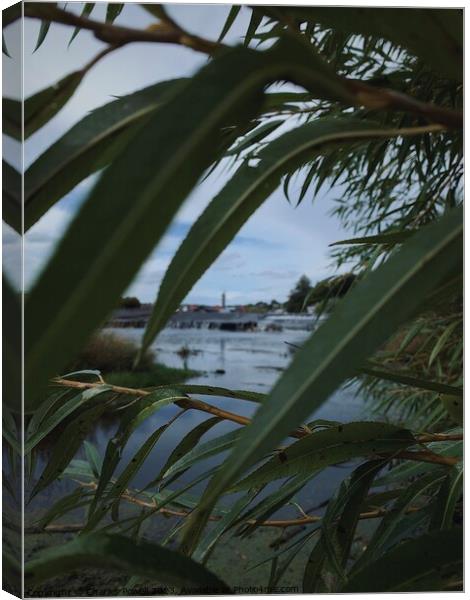 River Exe through the leaves Canvas Print by Charles Powell