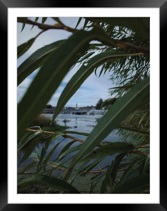 River Exe through the leaves Framed Mounted Print by Charles Powell