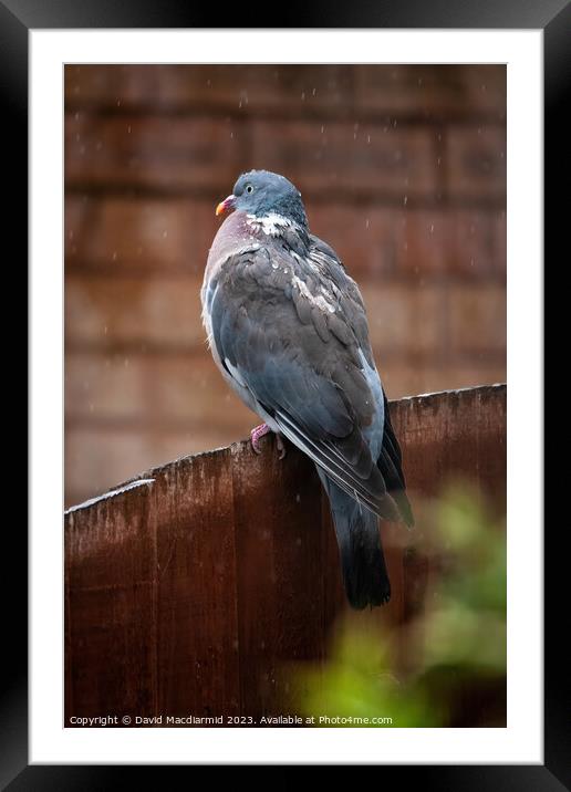 Rainy Day Pigeon Framed Mounted Print by David Macdiarmid