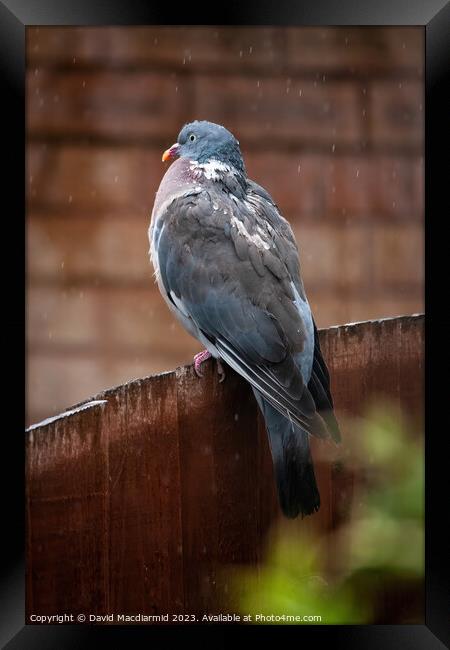 Rainy Day Pigeon Framed Print by David Macdiarmid