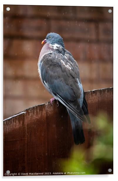 Rainy Day Pigeon Acrylic by David Macdiarmid