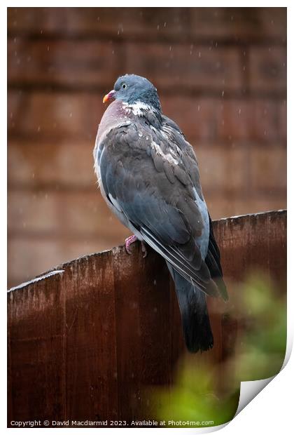 Rainy Day Pigeon Print by David Macdiarmid