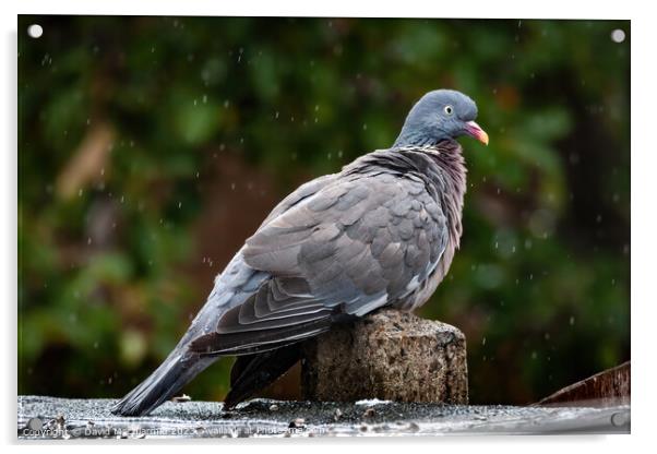 Rainy Day Pigeon Acrylic by David Macdiarmid