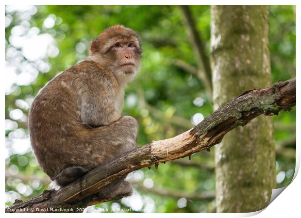 Barbary macaque monkey Print by David Macdiarmid