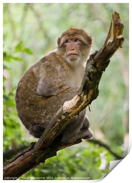 Barbary macaque monkey Print by David Macdiarmid