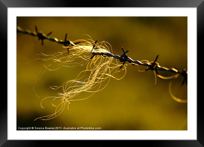 Caught on the Wire Framed Mounted Print by Serena Bowles