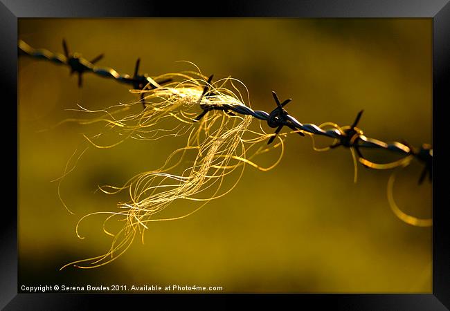Caught on the Wire Framed Print by Serena Bowles