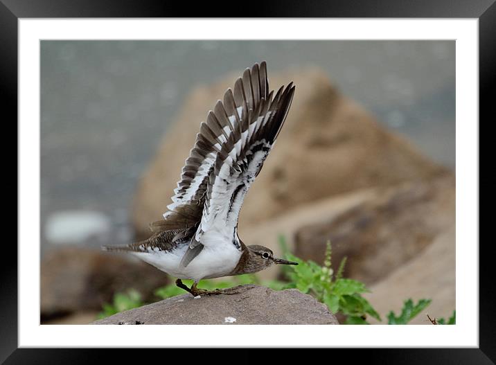Common Sandpiper about to take-off. Framed Mounted Print by Bhagwat Tavri