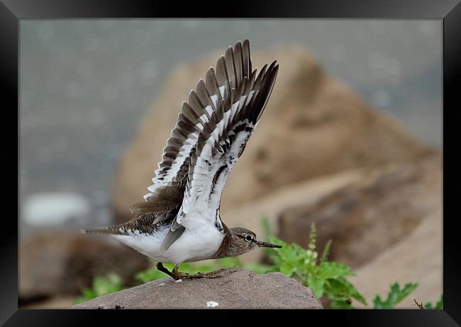Common Sandpiper about to take-off. Framed Print by Bhagwat Tavri