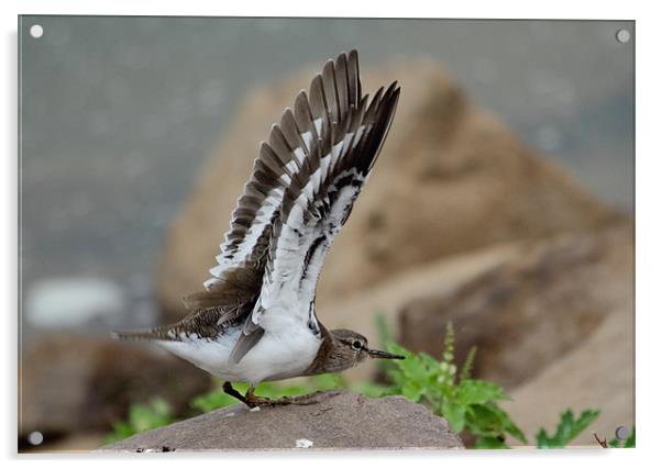 Common Sandpiper about to take-off. Acrylic by Bhagwat Tavri