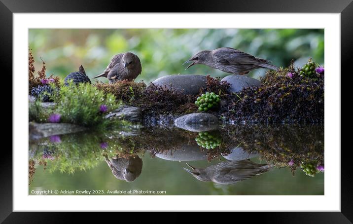 Fledgling Starlings in reflection Framed Mounted Print by Adrian Rowley