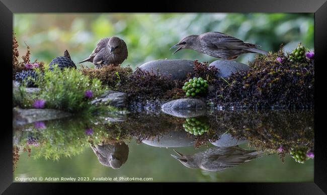Fledgling Starlings in reflection Framed Print by Adrian Rowley