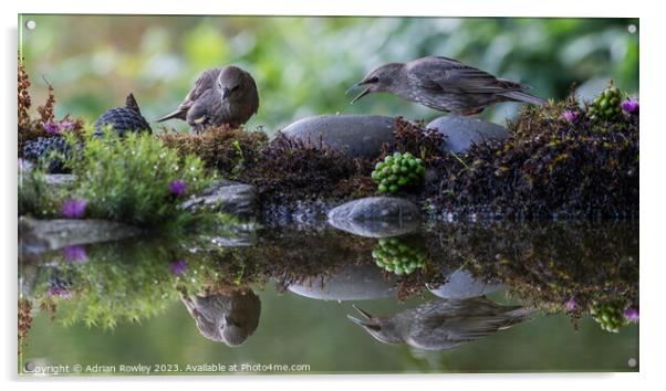 Fledgling Starlings in reflection Acrylic by Adrian Rowley