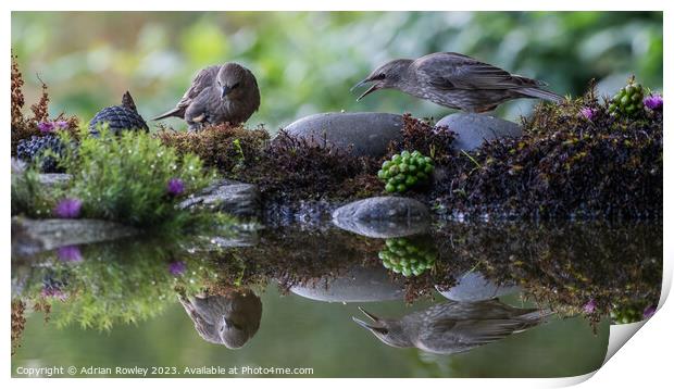Fledgling Starlings in reflection Print by Adrian Rowley