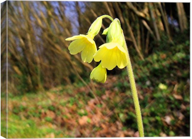 A lonely cowslip Canvas Print by Sara Messenger