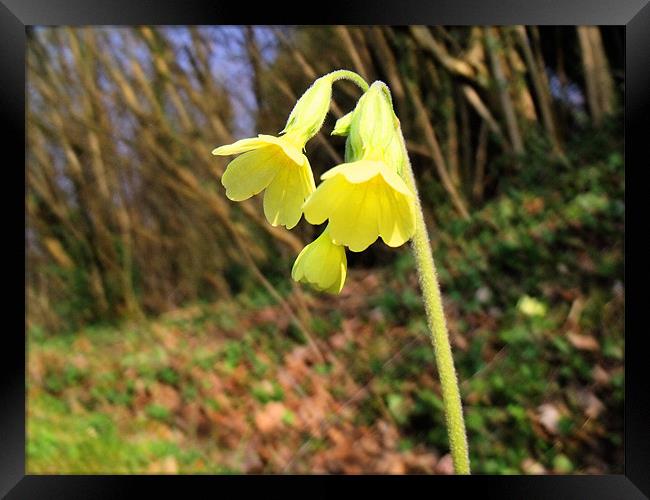 A lonely cowslip Framed Print by Sara Messenger