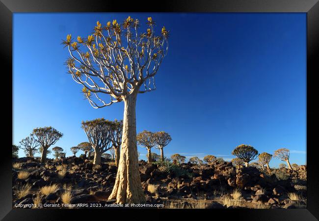 Quiver Tree Forest, Keetmanshoop, Southern Namibia, Africa Framed Print by Geraint Tellem ARPS