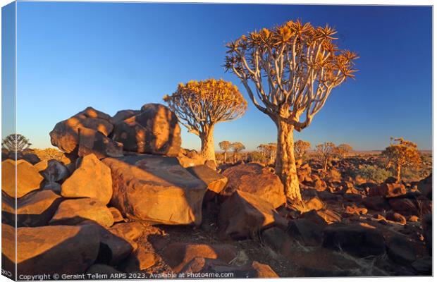Quiver Tree Forest, Keetmanshoop, Southern Namibia, Africa Canvas Print by Geraint Tellem ARPS