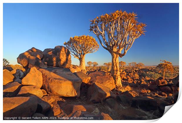 Quiver Tree Forest, Keetmanshoop, Southern Namibia, Africa Print by Geraint Tellem ARPS