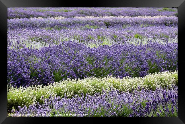 lavender field Framed Print by Simon Johnson