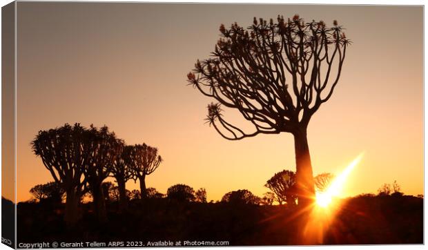Sunset, Quiver Tree Forest, Keetmanshoop, Southern Namibia Canvas Print by Geraint Tellem ARPS