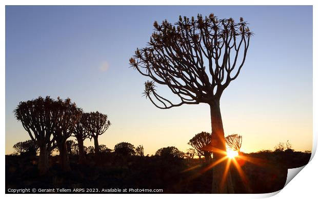 Sunset, Quiver Tree Forest, Keetmanshoop, Southern Namibia Print by Geraint Tellem ARPS