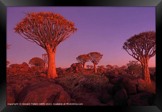 Quiver Tree Forest, Keetmanshoop, Southern Namibia Framed Print by Geraint Tellem ARPS