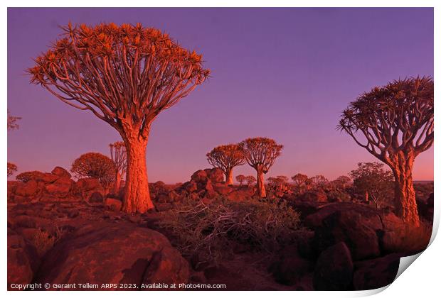 Quiver Tree Forest, Keetmanshoop, Southern Namibia Print by Geraint Tellem ARPS