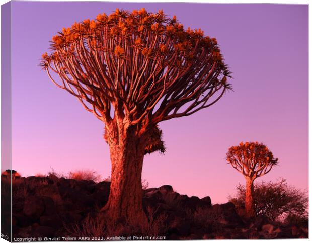 Quiver Tree Forest, Keetmanshoop, Southern Namibia Canvas Print by Geraint Tellem ARPS