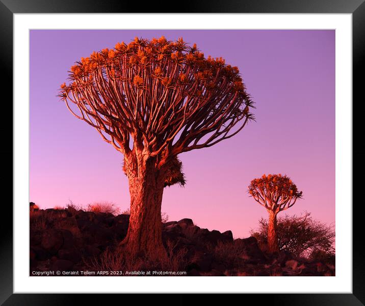 Quiver Tree Forest, Keetmanshoop, Southern Namibia Framed Mounted Print by Geraint Tellem ARPS