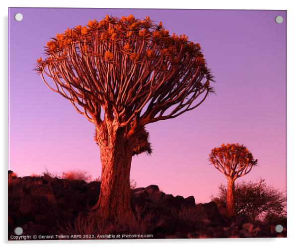 Quiver Tree Forest, Keetmanshoop, Southern Namibia Acrylic by Geraint Tellem ARPS