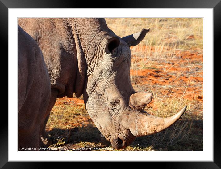 White rhinoceros, Bagatelle Game Ranch, Namibia, Africa Framed Mounted Print by Geraint Tellem ARPS