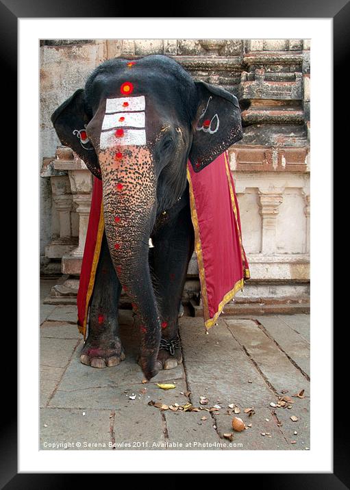 Laxmi the Elephant in Hampi Temple Framed Mounted Print by Serena Bowles