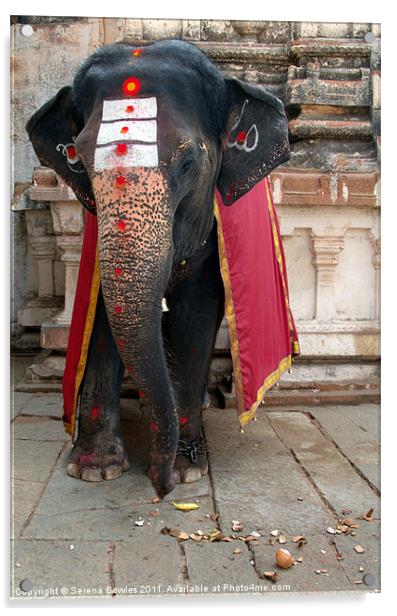 Laxmi the Elephant in Hampi Temple Acrylic by Serena Bowles