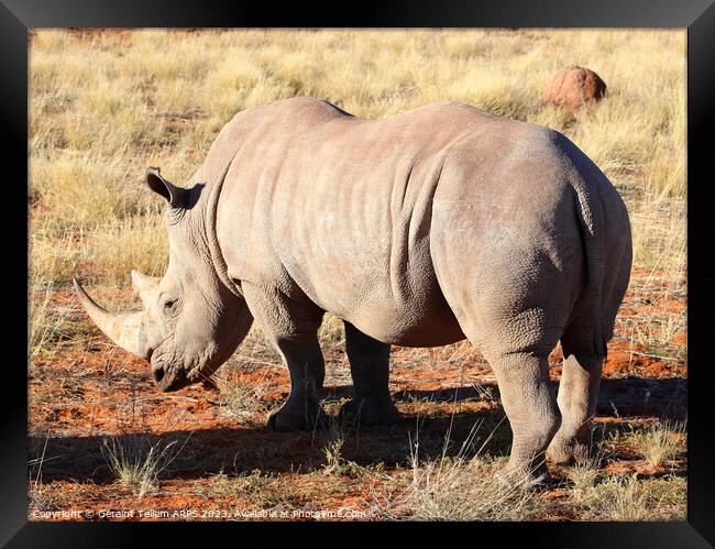White rhinoceros, Bagatelle Game Ranch, Namibia, Africa Framed Print by Geraint Tellem ARPS
