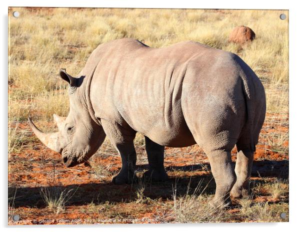White rhinoceros, Bagatelle Game Ranch, Namibia, Africa Acrylic by Geraint Tellem ARPS