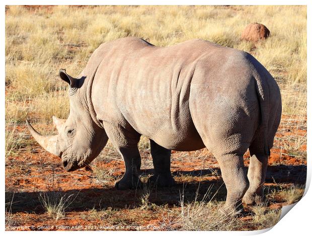 White rhinoceros, Bagatelle Game Ranch, Namibia, Africa Print by Geraint Tellem ARPS