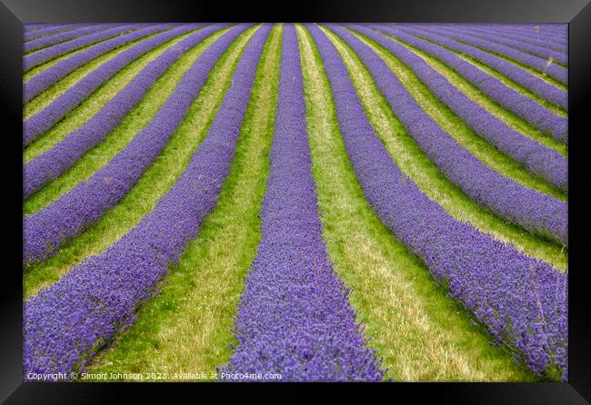 Lavender lines Framed Print by Simon Johnson