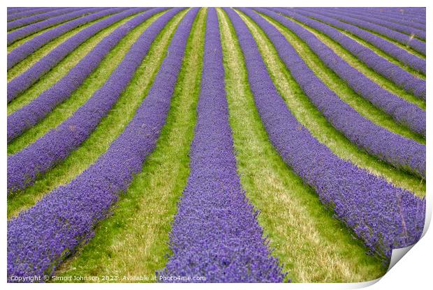 Lavender lines Print by Simon Johnson