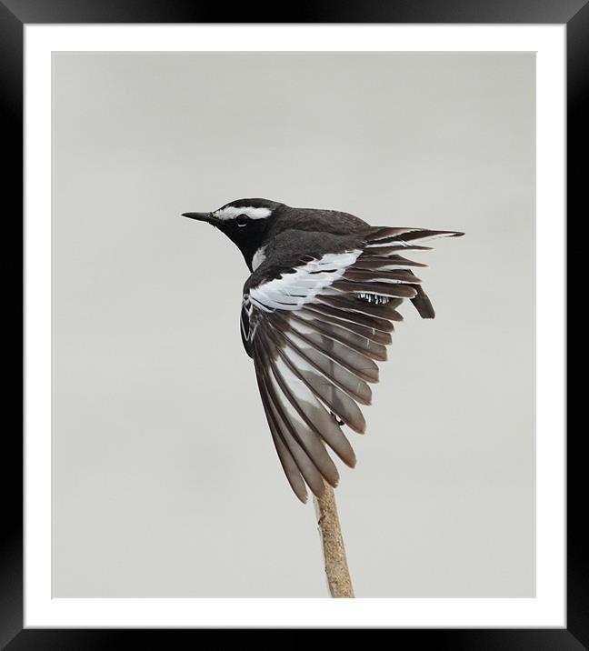 White-browed Wagtail...preening... Framed Mounted Print by Bhagwat Tavri