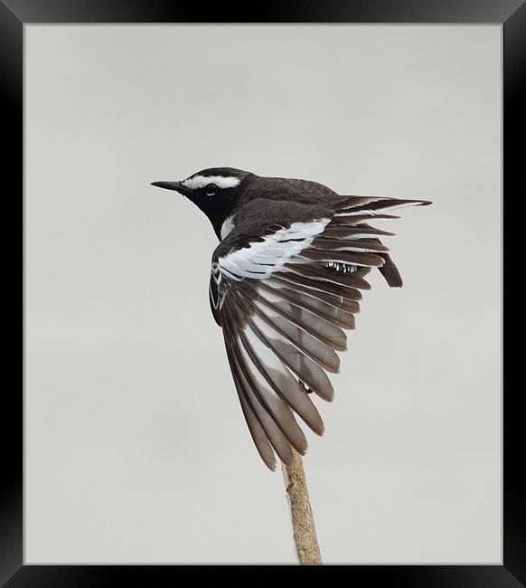 White-browed Wagtail...preening... Framed Print by Bhagwat Tavri